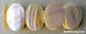 Sea Shell Bracelet on Resin
