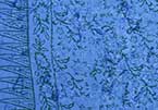 Stmp5-10 Batik Bali Sarongs 